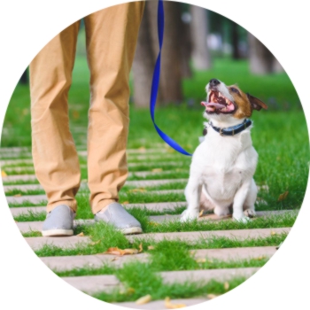 Off leash dog outlet collar